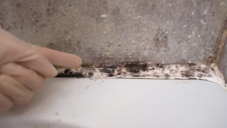 Mold Documentation for Insurance Claims in Blackfoot, ID